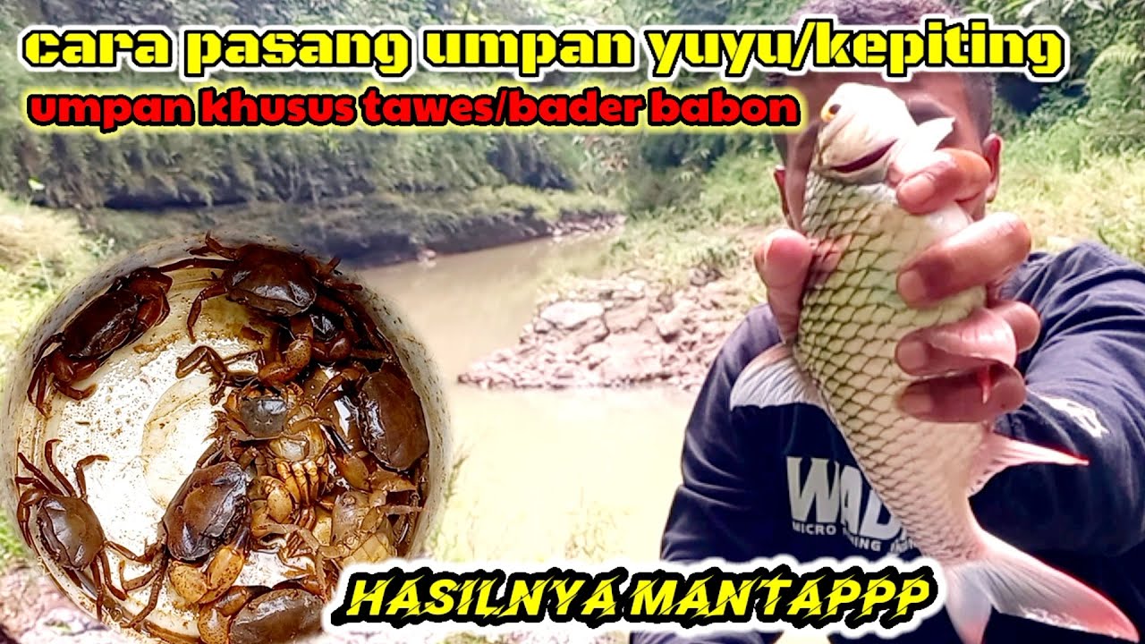 Cara pasang umpan yuyu/kepiting untuk mancing ikan Tawes/bader beles.
