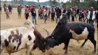 adin'omby Betsileo Ly Sada (Ambomahazo) vs Ly Sada Mena (Ampanarivoana) #madagascar