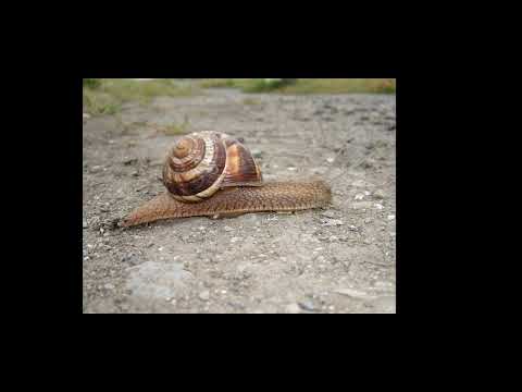 ხმელეთის ლოკოკინების ძირითადი სახეობები და რის ჩაბარებას ვიწყებთ ჩვენ?