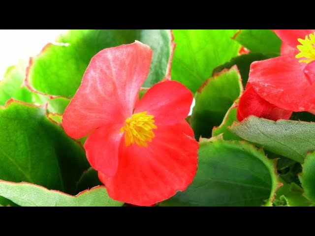 Begonia dragon wing - Jardinería - YouTube