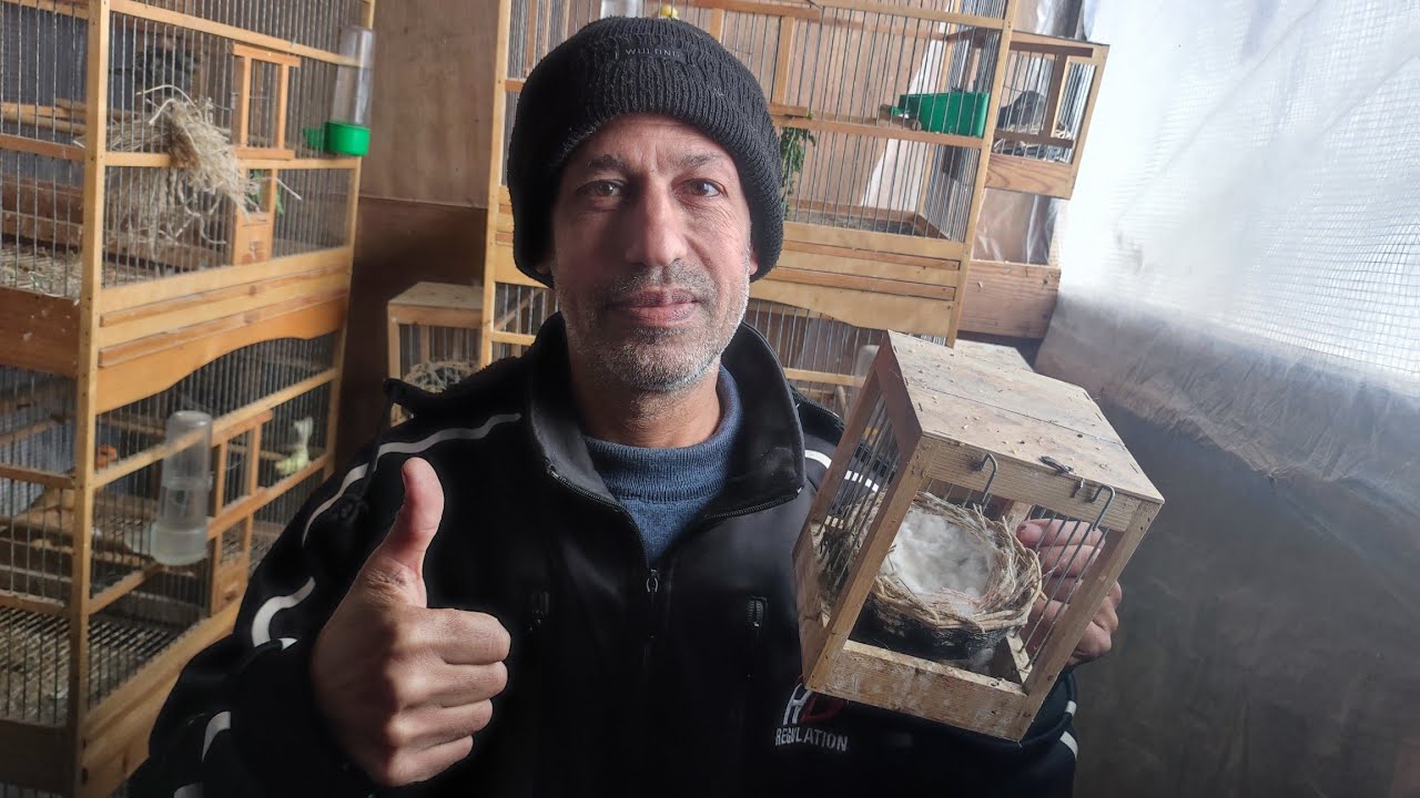 نتيجة زيادة الإضاءة وعدد ساعات النهار🔅 على الكناري 🌹