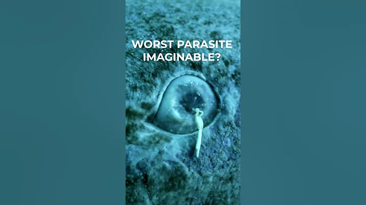 Why it sucks to be a Greenland shark