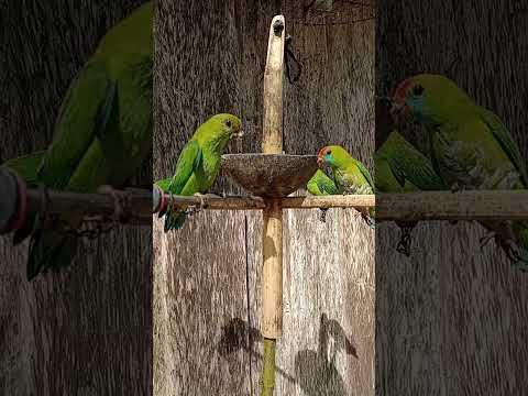 Philippine Hanging Parrot "Kulasisi"