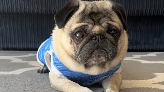 How to Clean a Pug’s Face | Pug Care, Pug Nose Fold Cleaning Tutorial, Caring for a Pug