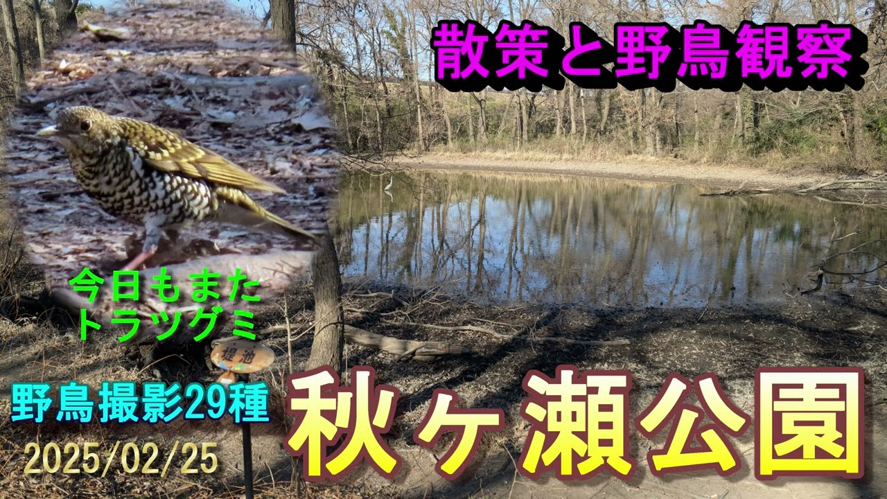 【散策と野鳥観察 】 秋ヶ瀬公園  トラツグミ、アトリ、ベニマシコ、シメ、タシギなど29種