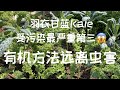 【有机抗虫】让你的羽衣甘蓝Kale远离虫害｜健康零污染羽衣甘蓝Kale种植｜Kale Pest Control Organically