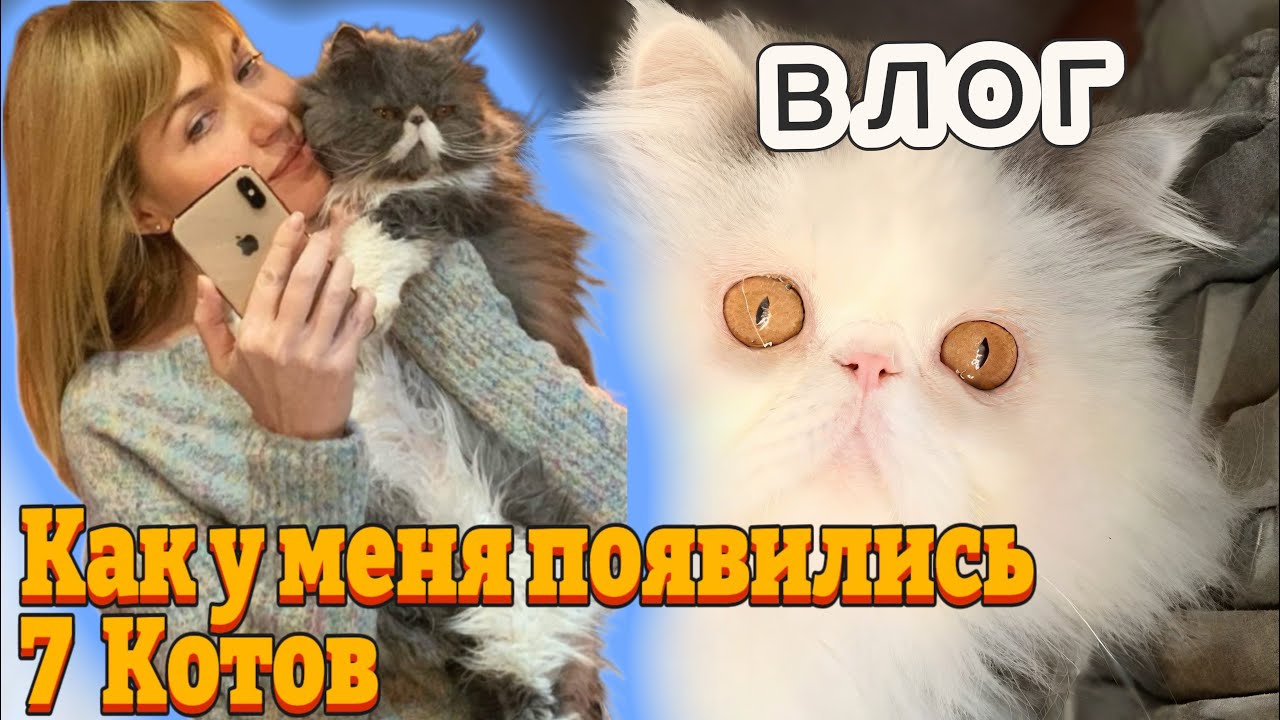 Влог/ как у меня появились 7 котов 🐈