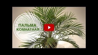 АРЕКОВОЙ ПАЛЬМЫ в домашних условиях АРЕКОВОЙ ПАЛЬМЫ в домашних условиях