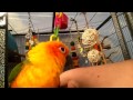 Having a Chat With My Jenday Conure