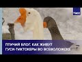 Птичий блог. Как живут гуси-тиктокеры во Всеволожске