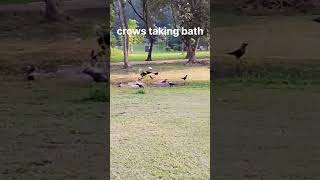 crows are taking bath