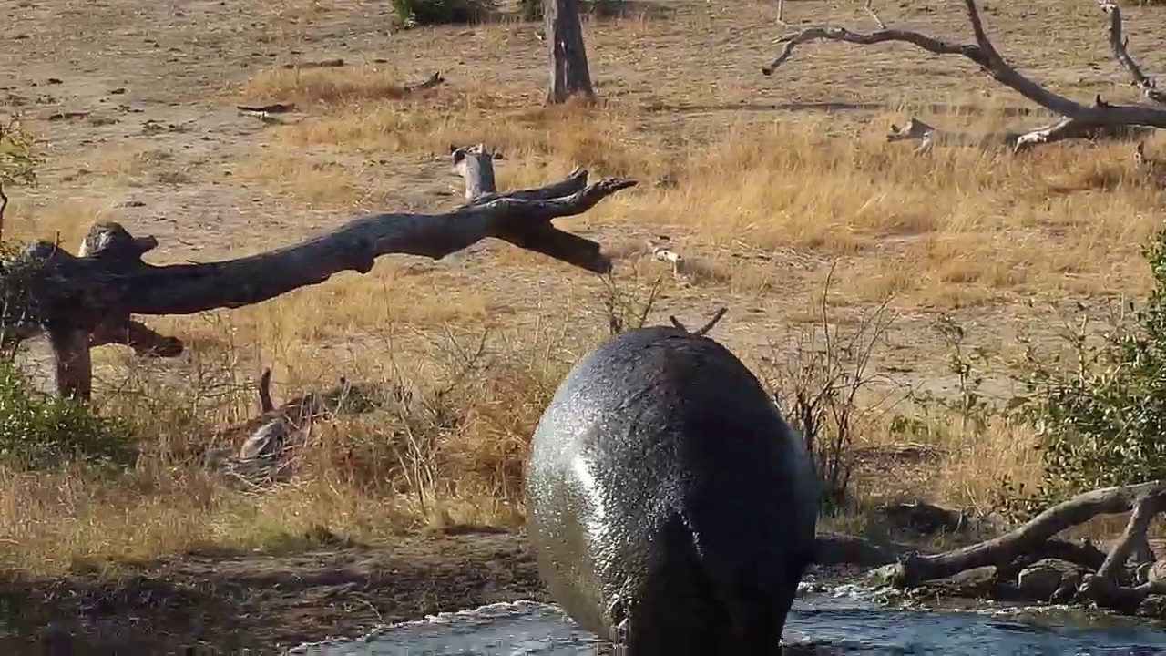 camera iphone 8 plus apk Djuma: Hippo leaving the pan - 15:35 - 07/24/19