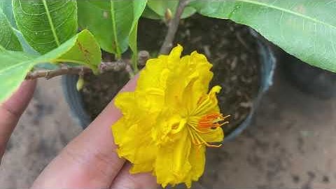 Cúc vip (cúc tri kỷ),100k/cây,0397142252,ngày 01/10/2020