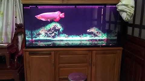 Hồ cá rồng thi công tại nhà anh Phúc Biên Hòa - Đồng Nai