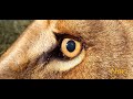 Посмотри в глаза: львица Нари. Look into the eyes: lioness Nari