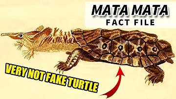 Mata Mata Turtle Facts: have YOU met the MATA MATA?