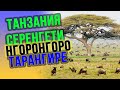 Впечатления о сафари в Танзании и парках Серенгети Нгоронгоро Тарангире