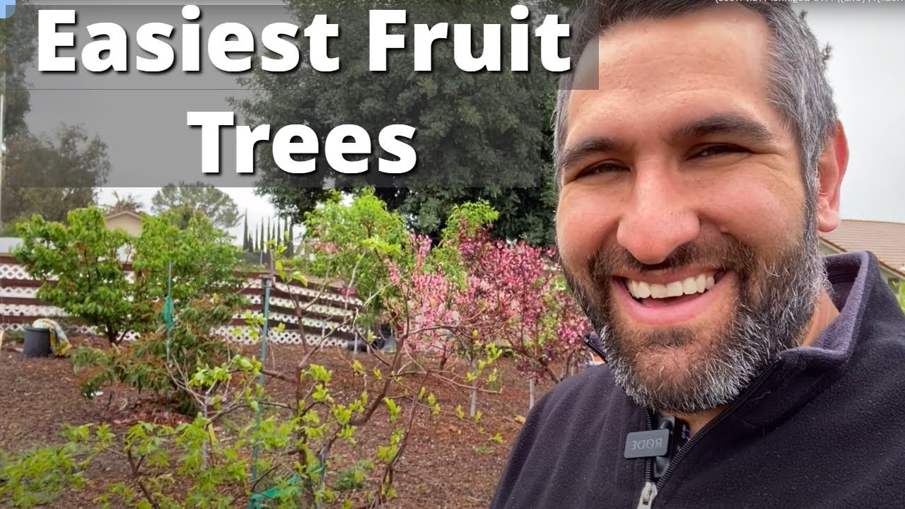The 2 Easiest Fruit Trees for Beginners To Grow. Yes, Really! | BONUS: The Hardest Tree
