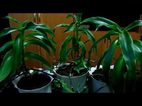 Выращивание и уход в домашних условиях за лекарственным растением  - Золотой Ус (Каллизия душистая).