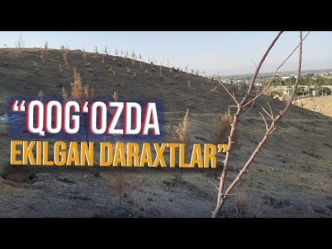 Video: Daraxt pionlarini ekish va qoldirish