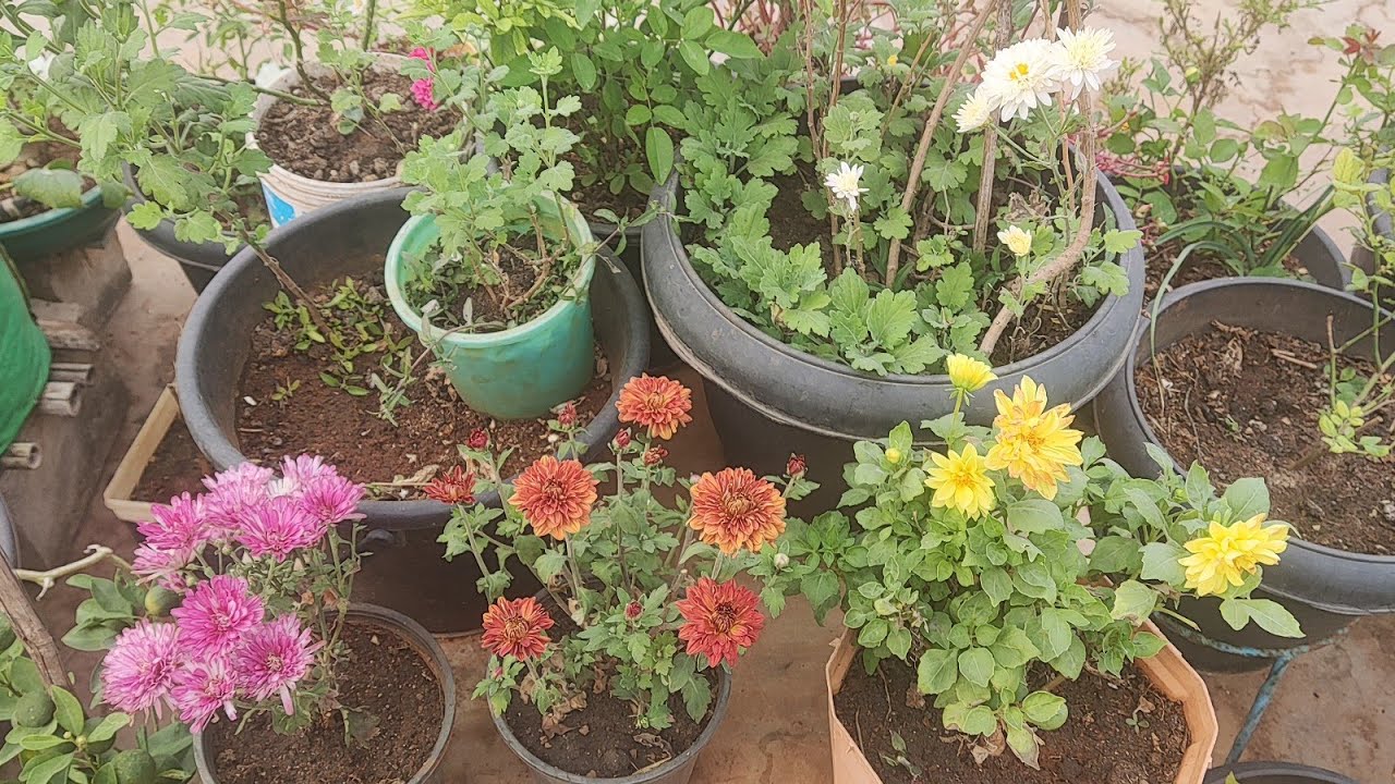 Chamanthi red, pink, white all in one frame// Terrace Garden// Home