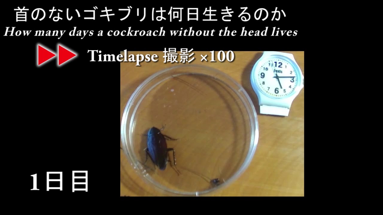首のないゴキブリは何日生きるのか インターバル100倍 全日数資料用 Youtube