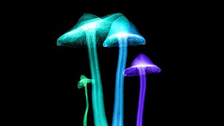 Paul Stamets on Psilocybin Mushrooms and the Mycology of Consciousness