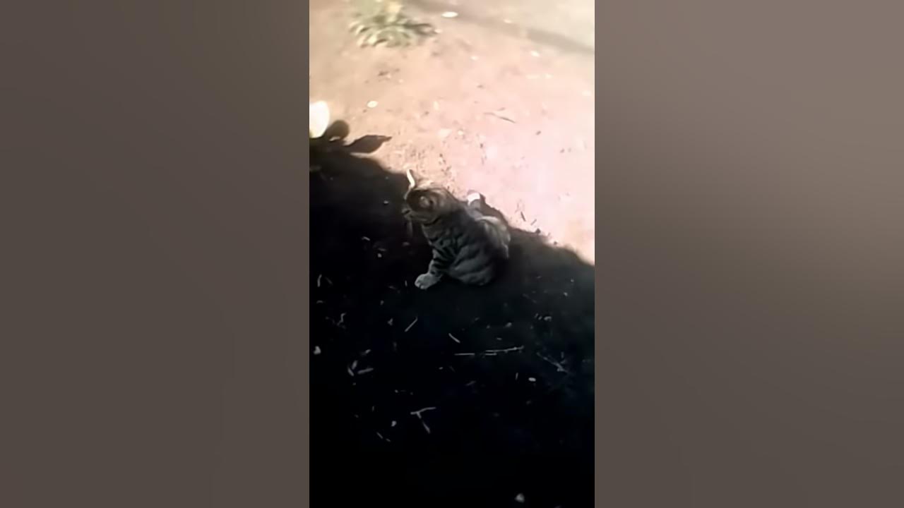 Пропал 🐈 - YouTube