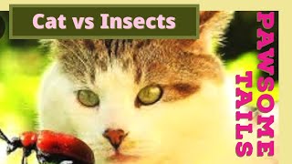 Hunting the Insects_Cat Vs Bugs #meow #hunting #funnycats #cat #feline #furbaby #paws #catlife