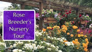 Rose Breeder's Nursery: Select Roses with Brad Jalbert by Fraser Valley Rose Farm 14,651 views 2 months ago 16 minutes