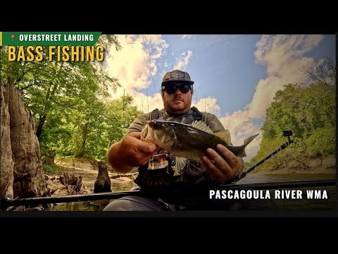 Bass Fishing Black Creek Out Of Overstreet Landing Pascagoula River WMA Vancleave, MS