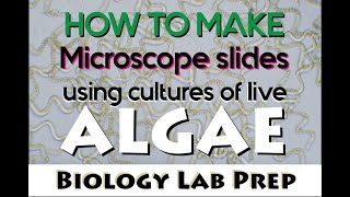 Biology Lab Prep: How to make a microscope slide of live algae cultures (Short Version)