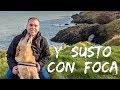 SOCIALIZACIÓN en PERROS y Pequeño Percance con Una FOCA