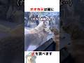 狼と犬が出会った結果