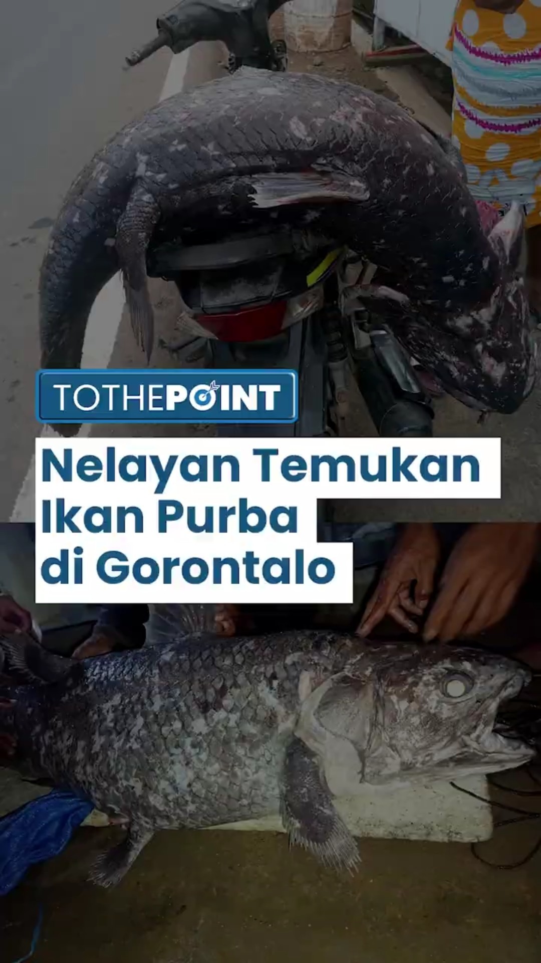 Nelayan Temukan Ikan Purba yang Ada sejak 400 Tahun di Gorontalo, Menarik Perhatian Peneliti AS