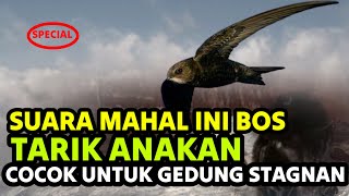 suara tarik anakan godewyn stereo