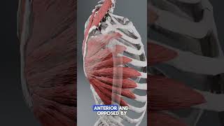 Why does an immobile scapula create shoulder pain?