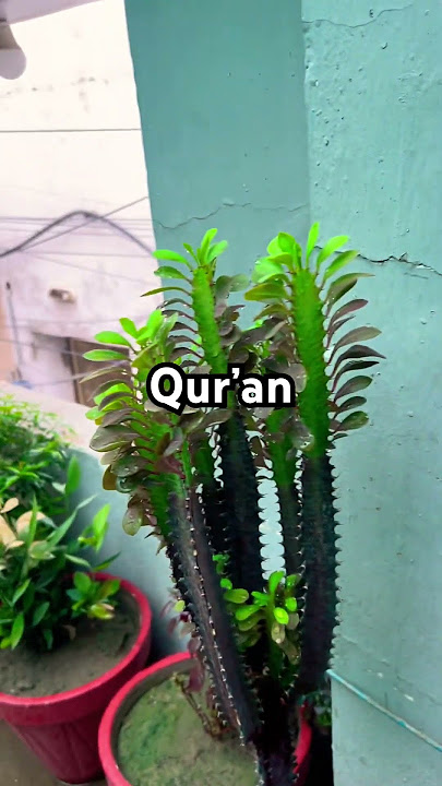 Surah Fatir