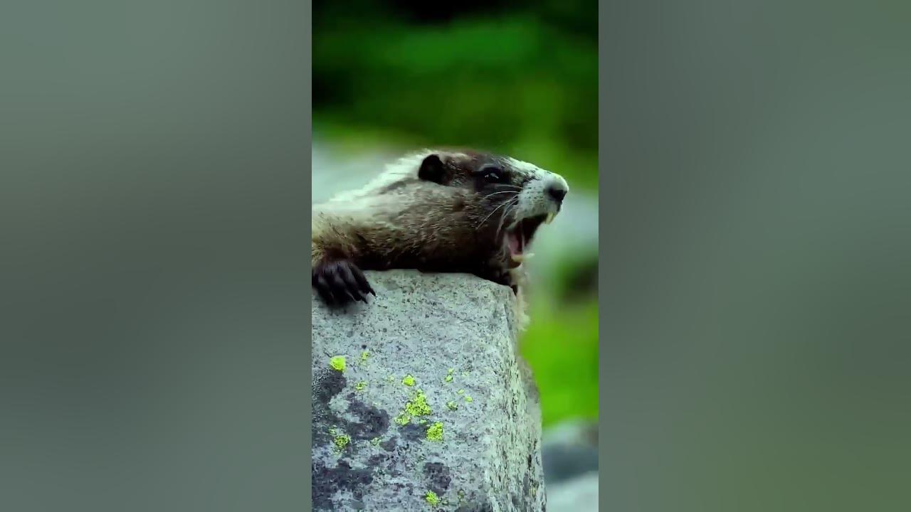 kuddus kuddus kuddus #viral #shorts #shortvideo #trending #kuddus
