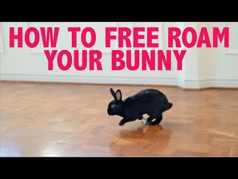 Video: Free Range Bunnies: En berättelse om kanin emancipation