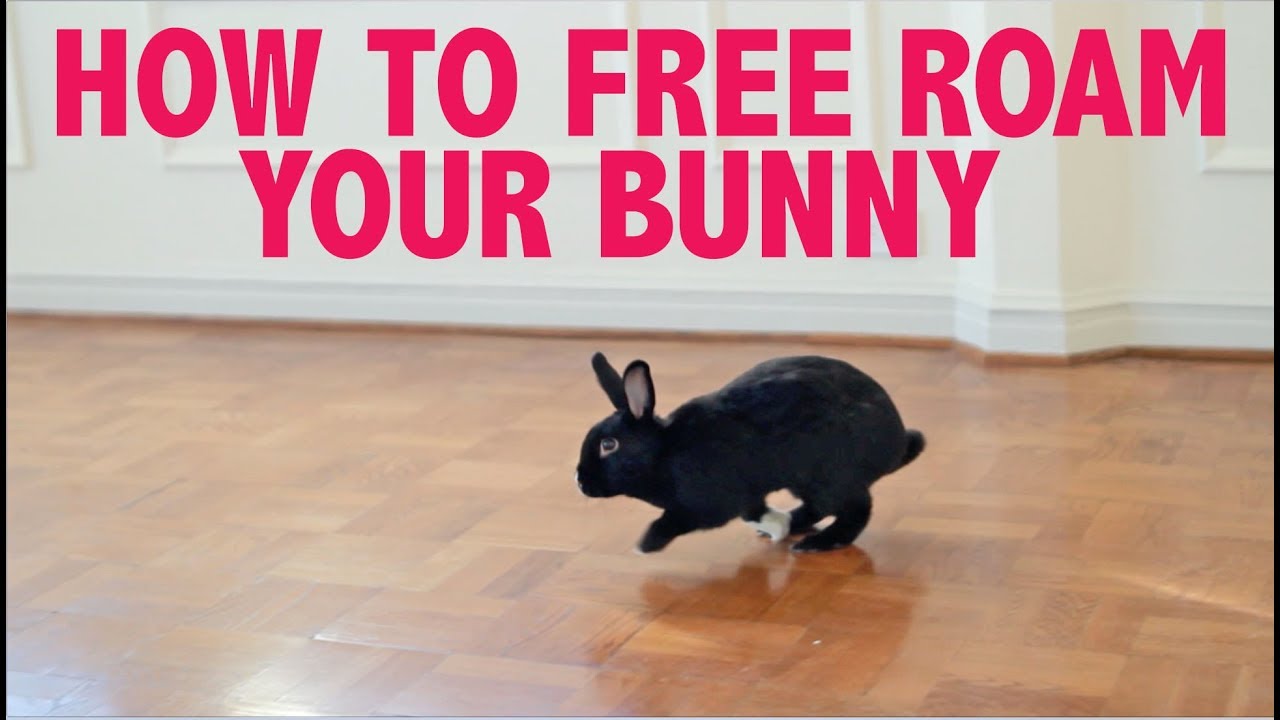 How To Free Roam Your Rabbit Indoors No Cage Youtube