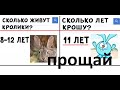 Лютые приколы. Кролики живут 12 лет. Крошу 11