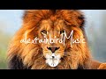 Natives - Chasing Lions