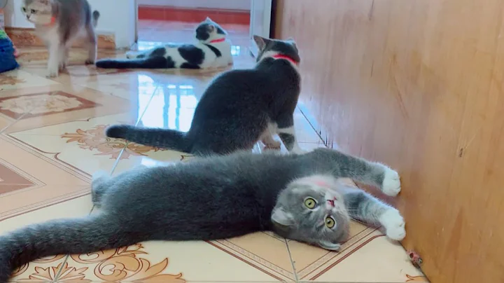 Video 5877411: cute baby animals compilation, animals cutest cats, cat family cute funny, cat cute play funny, kitten cute funny