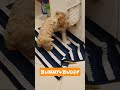 Bunny&Buddy #puppies #funnymoments #animals