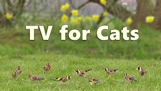 Cat TV ~ Beautiful Birds for Cats to Watch Bonanza ⭐ 8 Hours ⭐ Paul Dinning