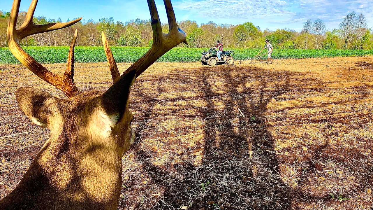 Planting potatoes in a deer food plot! The plan that has never failed