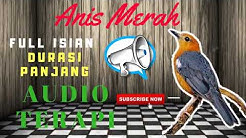 Masteran Anis Merah Full Isian MP3 | Suara Burung Anis Merah Untuk Masteran MP3  - Durasi: 46:47. 