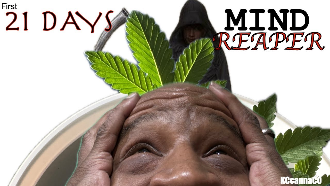 This is the first 21 days of the seedling stage *Staring: Mind Reaper by 