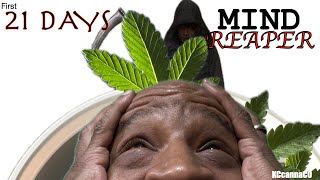 This is the first 21 days of the seedling stage *Staring: Mind Reaper by @LoudTimesNetwork
